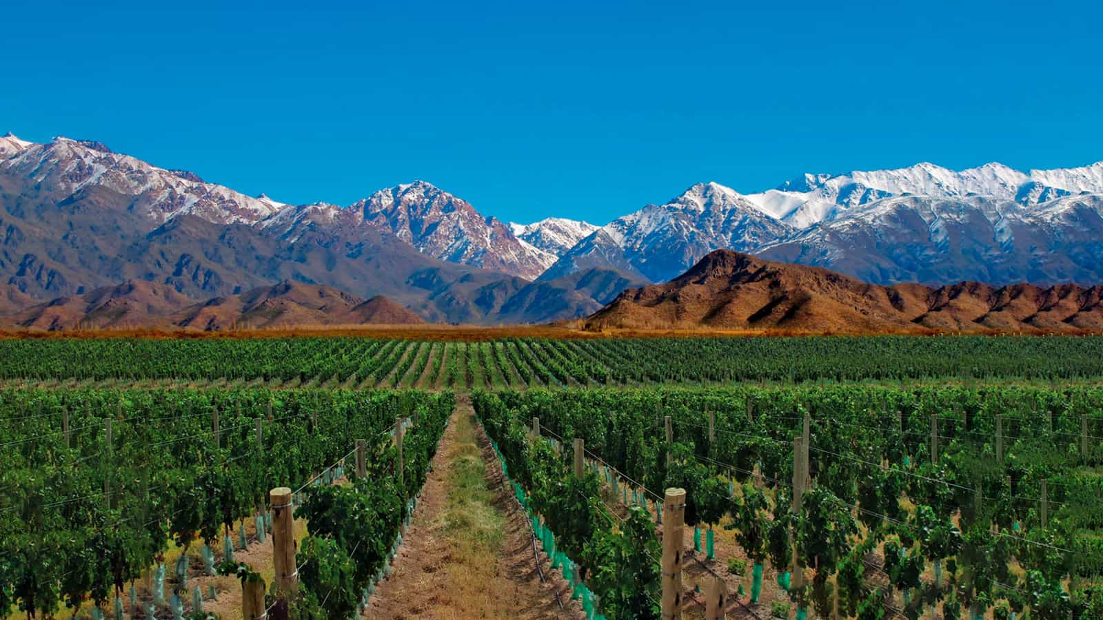Chose to flight with a Private Jet to Mendoza and enjoy its wine