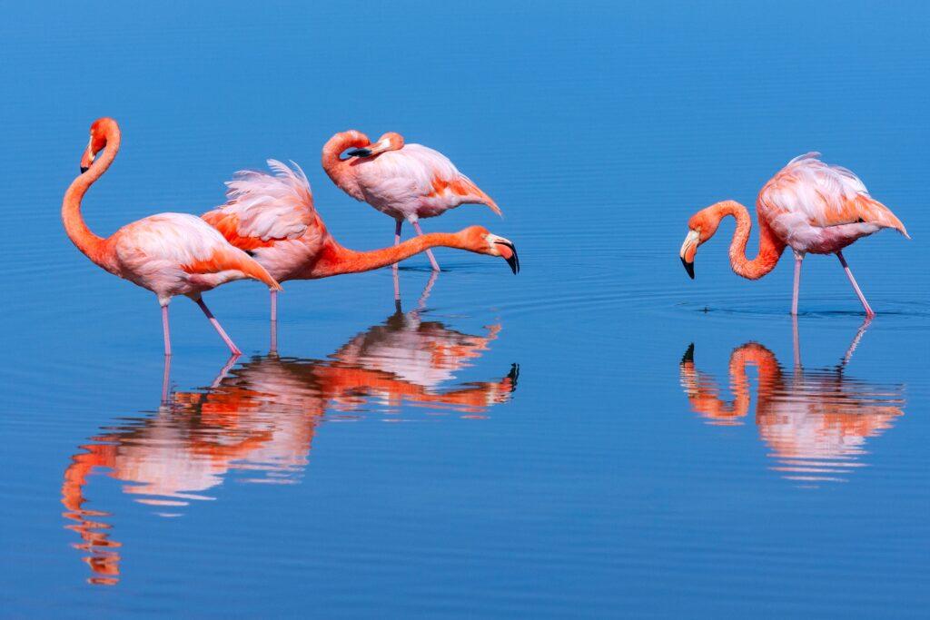 flamingos en las galápagos