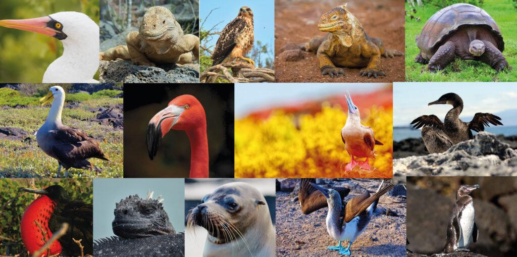 Biodiversidad de las Islas Galápagos